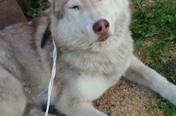 Найдена собака, , фото: Собака найдена: ул. Первомайская, 71