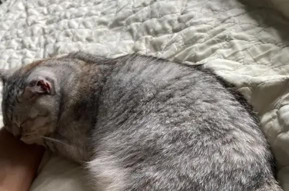 Кошки потеряшки, Курск, фото: Потеряшка кошка, пр. Дружбы, 12, Курск