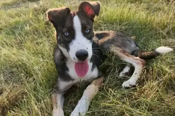 Собака найдена: Воронежская, Заречный