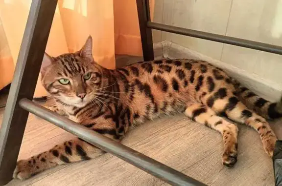 Найдена кошка, Томск, фото: Кот бенгалец, ул. Ивана Черных, 66, Томск