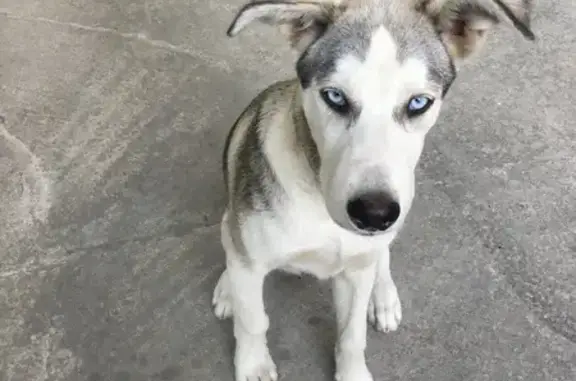 Собаки потеряшки, Новороссийск, фото: Потеряшка хаски, Тихий пер., 9, Новороссийск