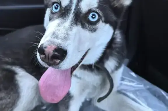 Найдена собака, Красноярск, фото: Найдена собака, ул. Попова 8, Красноярск