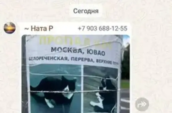 Кошки потеряшки, Москва, фото: Потеряшка кошка, Белореченская 19, Москва