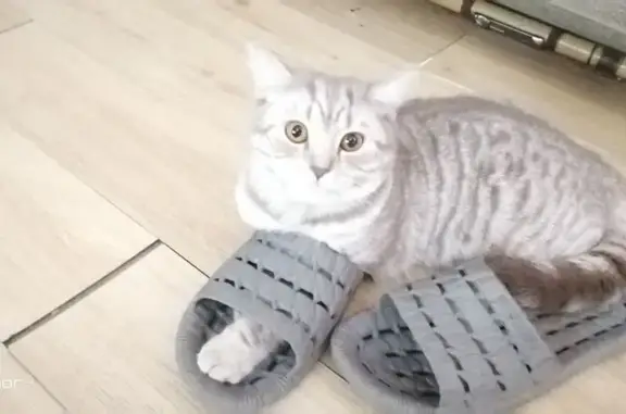 Кошки потеряшки, Кемеровская область, фото: Потеряшка кошка, Кемеровская область