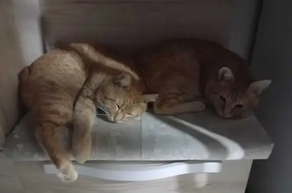 Пропала кошка, ул. Малинники 59, Калуга