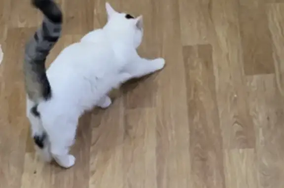 Кошки потеряшки, Чехов, фото: Потеряшка кошка у дома Гагарина, 56, Чехов.