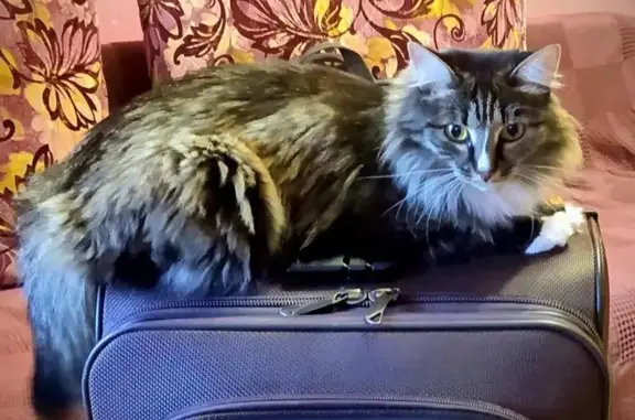 Кошки потеряшки, Красноярск, фото: Потеряшка кошка, Московская ул. 1, Крск