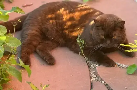 Кошки потеряшки, Молодежный, фото: Потеряшка кот Лёва, Цветочный пер., Молодёжный