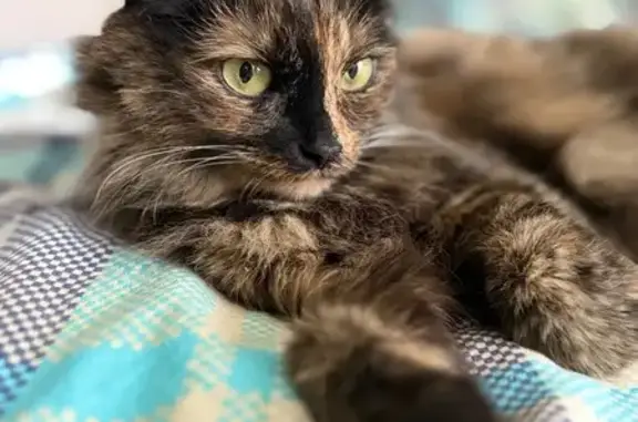 Кошки потеряшки, Екатеринбург, фото: Потеряшка кошка, Кировградская 34, Екб