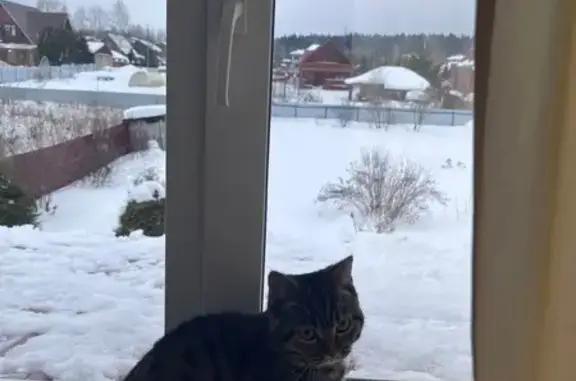 Пропала кошка, ул. Куфонина 37, Троица