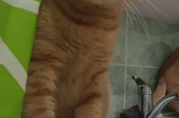 Кошки потеряшки, Ульяновск, фото: Потеряшка кошка, Генерала Кашубы 1, Ульяновск