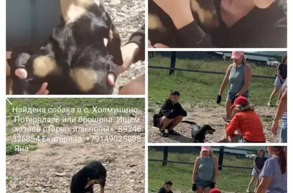 Найдена собака, Холмушино, фото: Найдена собака, Новая ул. 31, Холмушино