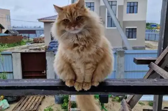 Кошки потеряшки, Завьяловский район, фото: Потеряшка кот Фося, ул. Орловская, Ижевск