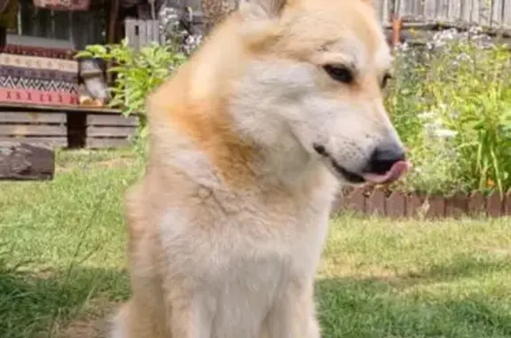 Собаки потеряшки, Сясьстрой, фото: Потеряшка собака на Северной улице, Сясьстрой