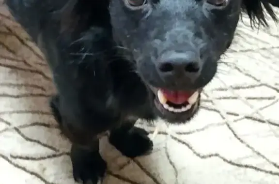 Собаки потеряшки, Тягун, фото: Потеряшка собака, ул. Достоевского, Тягун