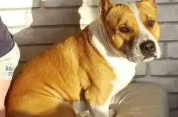 Собаки потеряшки, , фото: Потеряшка собака в СНТ Байкал, Шелехов