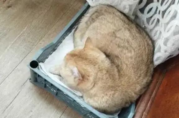 Кошки потеряшки, Минусинск, фото: Потеряшка рыжая кошка, Октябрьская 70