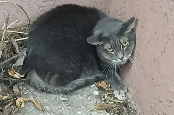 Найдена кошка, Самара, фото: Найдена серая кошка, Ново-Вокзальная 217