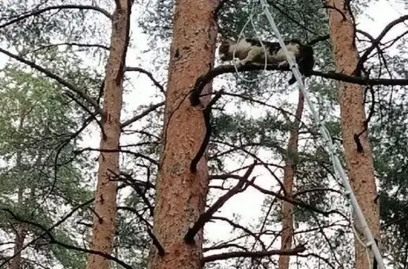 Кошка найдена: Светлановский 22-24, СПб