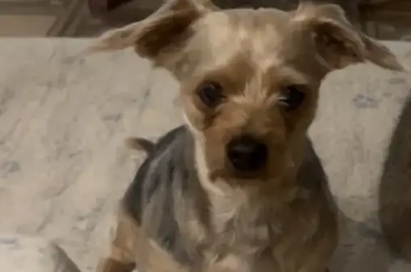 Собаки потеряшки, Новороссийск, фото: Потеряшка собака Йорк, Ясельный пер. 18