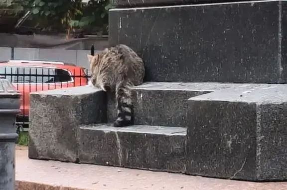 Найдена кошка у памятника Пушкину, СПб