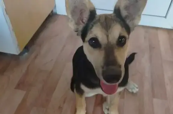 Собаки потеряшки, Волгоград, фото: Потеряшка собака, Турбинная 166, Волгоград