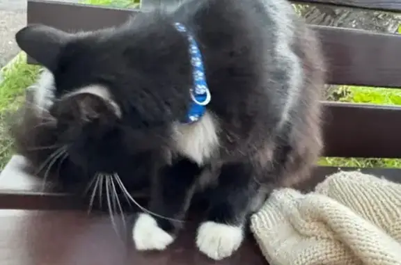 Найдена кошка, Самара, фото: Кошка найдена на Владимирской, 50, Самара