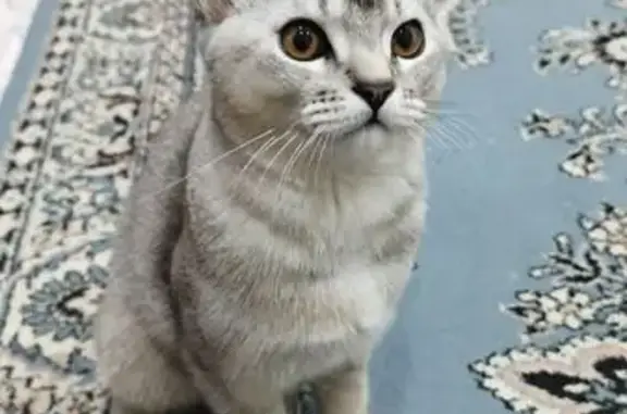 Пропала кошка, ул. Гузовского, 3 к1