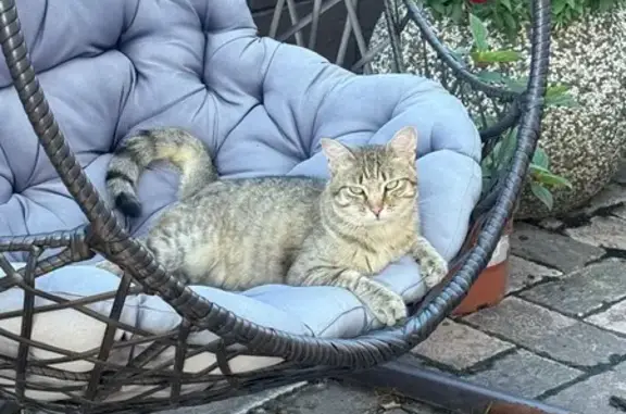 Найдена кошка, Молодежный, фото: Кошка найдена: Цветочный пер., Молодёжный