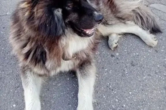 Собака найдена на проспекте Победы, Череповец