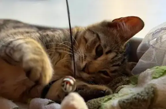 Кошка спасена с дерева, Союзная ул., Курск.