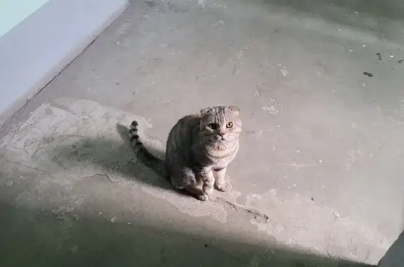 Кошка найдена: Томск, 1-я Рабочая 44