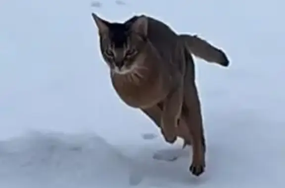 Пропала кошка, Большой проспект, Даймище