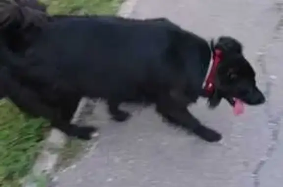 Собака найдена: ул. Глушко, 32, Казань