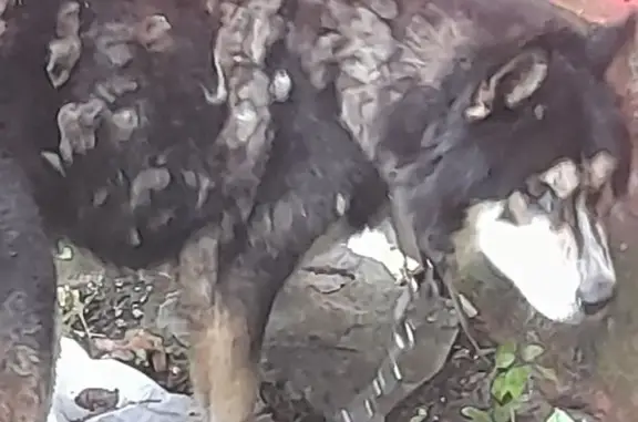 Найдена собака, Раменское, фото: Собака найдена: Коммунистическая, Раменское