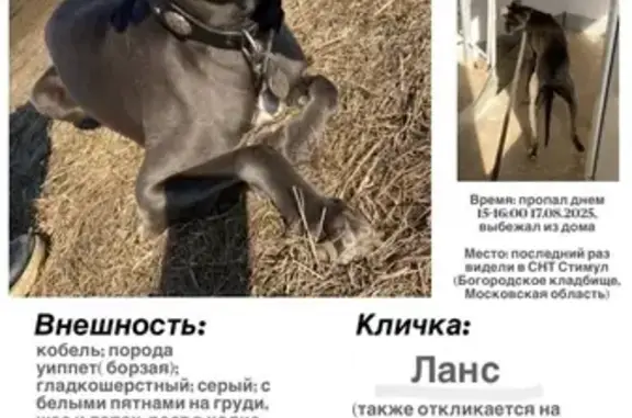 Пропала собака, фото: 67, МО