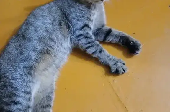 Кошка найдена: Минзитарово, Центр. 22