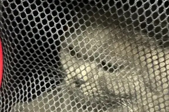 Найдена кошка, Красноярск, фото: Найдена кошка, ул. Мичурина, 2Е, Крск