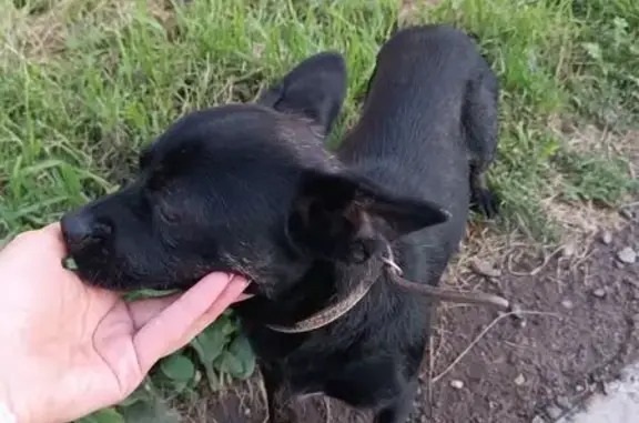 Найдена собака, Абакан, фото: Собака найдена, пр. Дружбы Народов, 3А