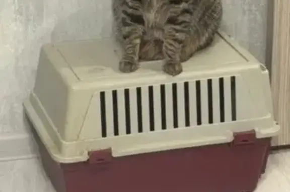 Пропала кошка Муся, ул. Гагарина 8