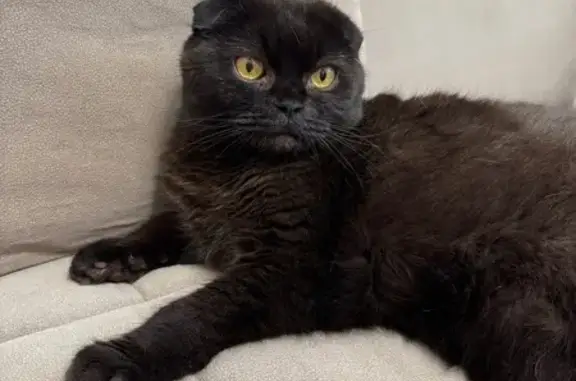 Кошки потеряшки, Московская область, фото: Потеряшка кот в СНТ «Лесной поселок», д. Ложки