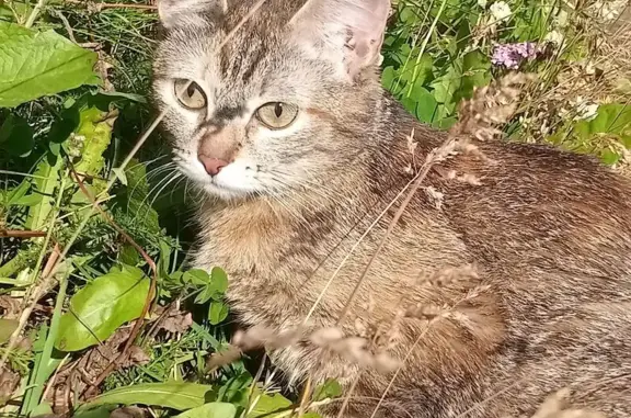 Кошки потеряшки, Воркута, фото: Потеряшка кошка, Тиманская 4, Воркута