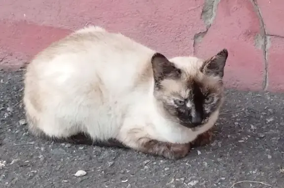 Найдена кошка, Строитель, фото: Кошка найдена, ул. Ленина 19А, Строитель