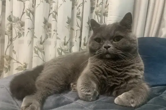 Пропала кошка, Полярная ул. 9, Североморск