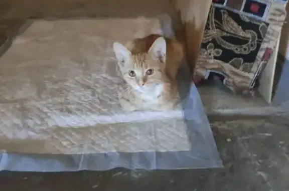 Найдена кошка, Ставрополь, фото: Кошка найдена, ул. Пирогова 62/1, Ставрополь