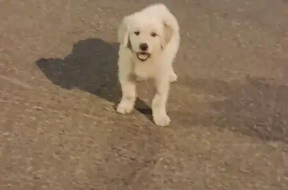 Найдена собака на ул. А. Толстого, 48