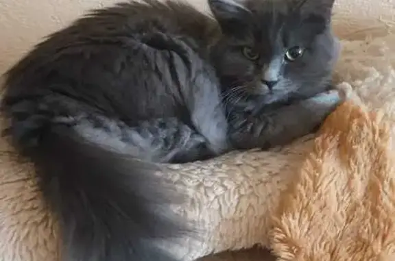 Кошки потеряшки, Набережные Челны, фото: Потеряшка кошка, Набережные Челны, 19/33