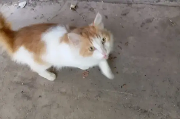 Кошка найдена, Волгоград, ул. Восточно-Казахстанская