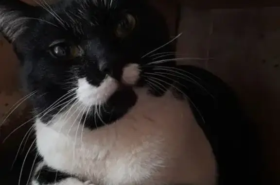 Пропала кошка на Красногвардейская, 60