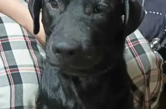 Собаки потеряшки, Владимир, фото: Потеряшка собака, Юбилейная 60, Владимир